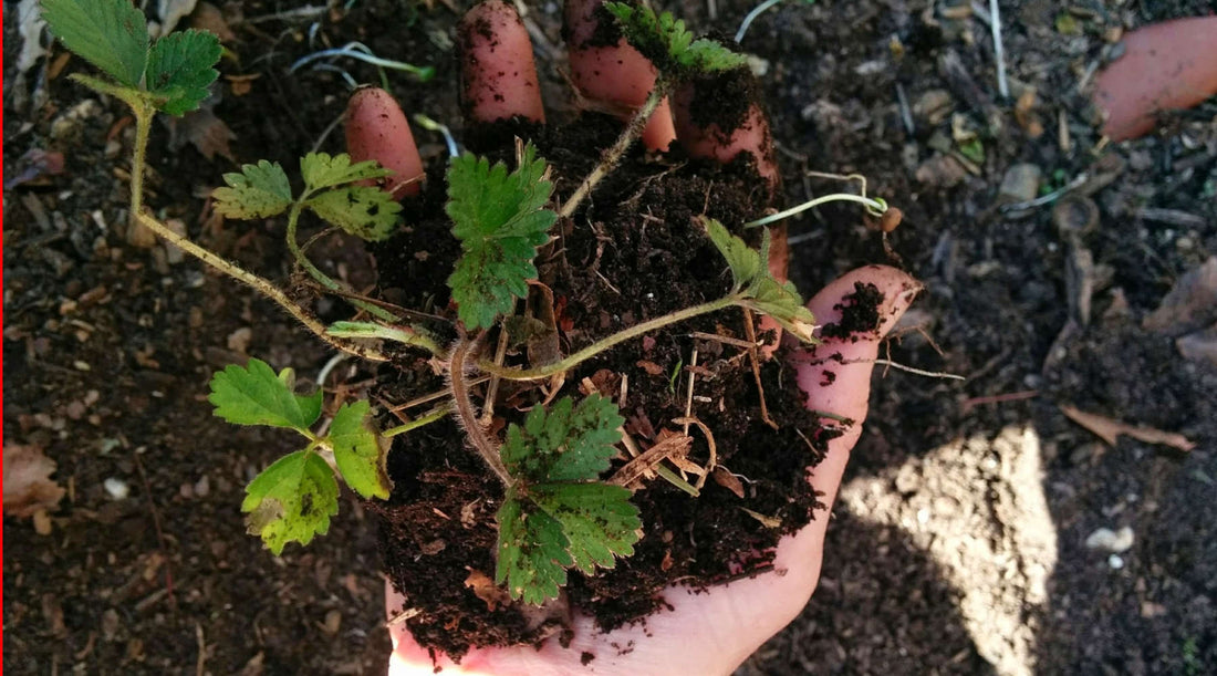 a hand holding a clump of strawberry plants